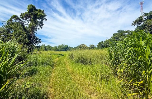 Land for sale in Bombita, Cabarete, photo 2